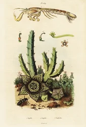 Camarão louva-a-deus, flor estrela e escaravelho,1834-1839 (gravura)