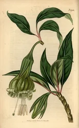 Markea viridiflora (Solandra viridiflora). Gravura em chapa de cobre colorida à mão da revista Botanical Magazine de Samuel Curtis, Londres