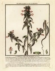 Marsh lousewort, Pedicularis palustris.