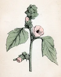 Marshmallow officinale (Althaea officinalis) (Malva branca) (marshmallow, malva do pântano) Placa botânica de "Atlas colorie des plantes medicinales" de Paul Hariot