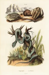 Víbora martinicana e trilobitas extintos.