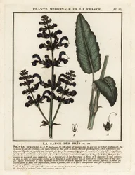 Clary do prado, Salvia pratensis.