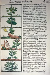 Plantas medicinais, texto em Nahuati, do fac-símile do manuscrito História Geral das Coisas da Nova Espanha, também conhecido como Codex Florentino, de Bernardino de Sahagun