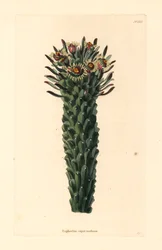 Cabeça de Medusa, Euphorbia caput-medusae. Gravura em chapa de cobre colorida à mão, de George Cooke, do Botanical Cabinet de Conrad Loddiges, Hackney