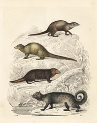 Suricata suricatta 1, mangusto cinzento indiano Herpestes edwardsii 2, kusimanse comum Crossarchus obscurus 3 e civeta asiática Paradoxurus hermaphroditus 4. Litografia colorida à mão do Livro do Mundo de Carl Hoffmann, Estugarda