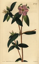 Melastoma osbeckioides. Gravura em chapa de cobre colorida à mão por Weddell após uma ilustração de John Curtis da Samuel Curtis