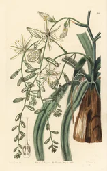 Erva-sabão mexicana - Planta-sabão de folhas onduladas, Chlorogalum pomeridianum var. divaricatum (Estrela de Belém, Ornithogalum divaricatum). Gravura em chapa de cobre colorida à mão, de George Barclay, a partir de uma ilustração de Miss Sarah Drake do B