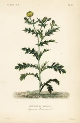 Papoila mexicana ou cardo florido, Argemone mexicana, Argemone du Mexique