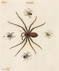 Microscopia
