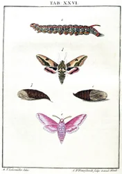 Microscopia