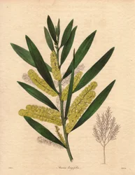 Lagarta-das-mimosas (Acacia longifolia), arbusto de folhagem persistente, até 3 a 6 metros de altura, com inflorescência em epis longos, amarelo-limão, muito perfumada. Planta originária da Nova Holanda (Austrália), introduzida na Grã-Bretanha em 1792. Ilu