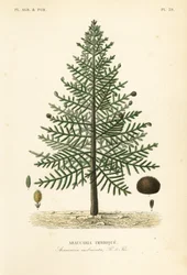 Pinhão macaco ou pinheiro chileno, Araucária araucana, Araucária imbricata, Araucária imbrique