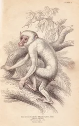 Macaco-mouro, Macaca maura (Macacus maimon brachyurus). Maimão branco, que se julgava ser uma cria albina. Gravura em aço colorida à mão por Lizars, segundo uma ilustração de Charles Hamilton Smith da «Naturalist