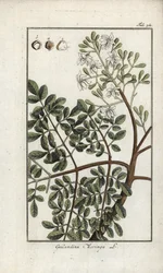 Moringa (Moringa oleifera). Litografia de "Afbeelding der Artseny-Gewassen" de Johannes Zorn (1739-1799), Países Baixos