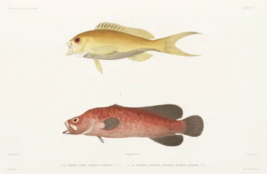 Peixe sabão mosqueado e Antínias Rubi