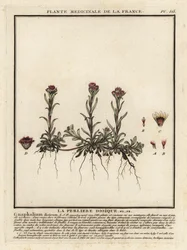 Montanha eterna, Antennaria dioica.