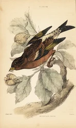 Tentilhão de montanha ou brambling, Fringilla montifringilla.1889 (gravura)