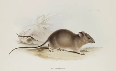 Rato, Ilhas Galápagos, c 1832-1836