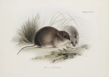 Mouse, Tierra del Fuego, América do Sul, c 1832-1836