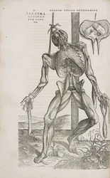 Músculos Visão frontal dos músculos mais profundos do corpo humano masculino