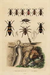 Aranha alçapão Mygalomorph e seu ninho, e escaravelhos, espécies Mylabris