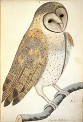 NHD-30 (9) Coruja, intitulada em latim "Greater Pechaux", das colecções da Biblioteca das Índias Orientais, Vol.V, artista desconhecido, pintando com marca de água 1796
