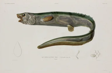 Natacanthus nasus, Islândia, início do século 19