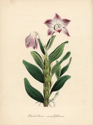 Orquídea dendrobium ou sekikoku, Dendrobium moniliforme. Zincografia colorida à mão de C. Chabot, desenhada por Miss M. A. Burnett a partir do seu "Plantae Utiliores: or Illustrations of Useful Plants", Whittaker, Londres