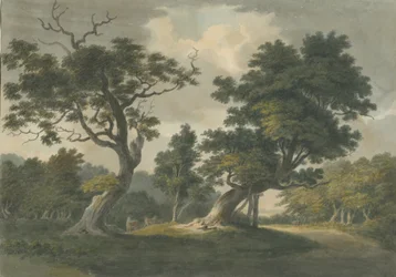 Floresta de Needwood: pintura em aquarela, nd [início do século XIX]