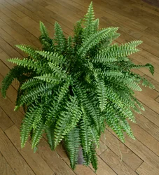 Nephrolepis exaltata, samambaia em uma casa