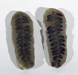 Neuropteris (Frond of Sea Fern) encontrado em Coseley, Staffordshire, Upper Carboniferous Period (foto)