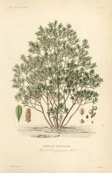 Bayberry do Norte, Myrica pensylvanica, cirier de pensylivanie