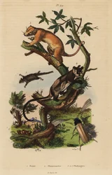 Cuscus comum do norte, Phalanger orientalis 3, asa de barriga amarela, Petaurus australis 4, asa-delta, Acrobates pygmaeus 5, fungos Peziza 1 e Psygmatocerus wagleri beetle 2