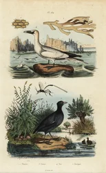 Gannet do Norte, Morus bassanus 4, galeirão vermelho, Fulica rufifrons 5, Flustra foliacea 1,2, e Gasteruption wasp 3