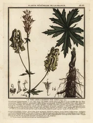 Aconitum lycoctonum, Aconitum lycoctonum.
