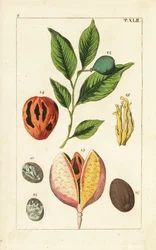 Noz-moscada e maceira, fragrâncias Myristica.