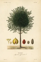 Noz-moscada e maceira, Myristica fragrans, Myristica officinalis, Muscadier