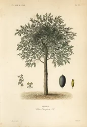 Oliveira, Olea europaea, olivier