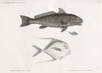 Churrasqueira Ombrine & Gal D