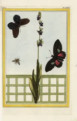 A Ophrise tem flores em forma de inseto. Orquídea mosca, Ophrys insectifera. Doris longwing, Heliconius doris. Gravura colorida à mão de Pierre Joseph Buchoz "Coleção preciosa e iluminada das mais belas e curiosas flores, cultivadas tanto nos jardins de
