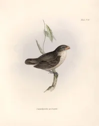 Ornitologia: "Camarhynchus psittaculus ou Geospize psittacin" Descrição de um passeriforme por Charles Darwin (1809-1882) observado durante a sua expedição a bordo do Beagle. Placa de "The zoology of the voyage of H.M.S. Beagle. Flight. III, Aves descritas