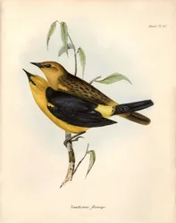 Ornitologia: "Certhidea olivacea" Azeitona geospize observada e descrita por Charles Darwin durante a sua expedição a bordo do Beagle. Placa de "The zoology of the voyage of H.M.S. Beagle. Flight. III, Aves descritas por John Gould, com indicação das suas