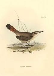 Ornitologia: "Eremobius phoenicurus" descrito por Charles Darwin durante a sua expedição a bordo do Beagle. Placa de "The zoology of the voyage of H.M.S. Beagle. Flight. III, Aves descritas por John Gould, com informações sobre os seus hábitos por Charles 