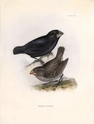 Ornitologia: "Geospiza strenua ou geospize" Descrição de um passeriforme por Charles Darwin (1809-1882) observado durante a sua expedição a bordo do Beagle. Placa de "The zoology of the voyage of H.M.S. Beagle. Flight. III, Aves descritas por John Gould, w