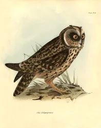 Ornitologia: "Otus Galapagoensis" mocho das Galápagos descrito por Charles Darwin (1809-1882) durante a sua expedição a bordo do Beagle. Placa de "Birds described by John Gould, with notice of their habits by Charles Darwin