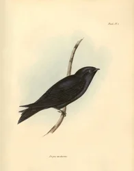 Ornitologia: "Progne modestus", da família das andorinhas, descrito por Charles Darwin durante a sua expedição a bordo do Beagle. Placa de "The zoology of the voyage of H.M.S. Beagle. Flight. III, Birds described by John Gould, with notice of their habits 