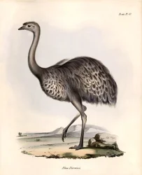 Ornitologia: "Rhea Darwinii" que Nandou de Darwin observa e descreve por Charles Darwin durante a sua expedição a bordo do Beagle. Placa de "The zoology of the voyage of H.M.S. Beagle. Flight. III, Aves descritas por John Gould, com informações sobre o seu