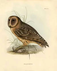 Ornitologia: Coruja "Strix punctatissima" descrita por Charles Darwin (1809-1882) durante a sua expedição a bordo do Beagle. Placa de "Birds described by John Gould, with notice of their habits by Charles Darwin