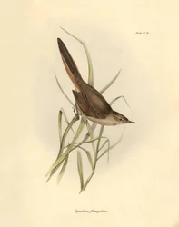 Ornitologia: "Synallaxis rufogularis" descrita por Charles Darwin durante a sua expedição a bordo do Beagle. Placa de "The zoology of the voyage of H.M.S. Beagle. Flight. III, Aves descritas por John Gould, com informações sobre os seus hábitos por Charles
