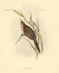 Ornitologia: "Synallaxis rufogularis" descrita por Charles Darwin durante a sua expedição a bordo do Beagle. Placa de "The zoology of the voyage of H.M.S. Beagle. Flight. III, Aves descritas por John Gould, com informações sobre os seus hábitos por Charles